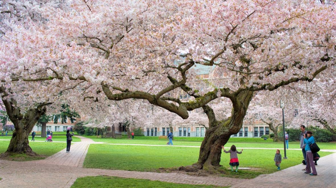 Where to See Cherry Blossoms and Other Spring Blooms Around Seattle